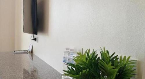 a plant sitting on a counter next to a tv at The Nest Krabi Hotel in Ao Nang Beach