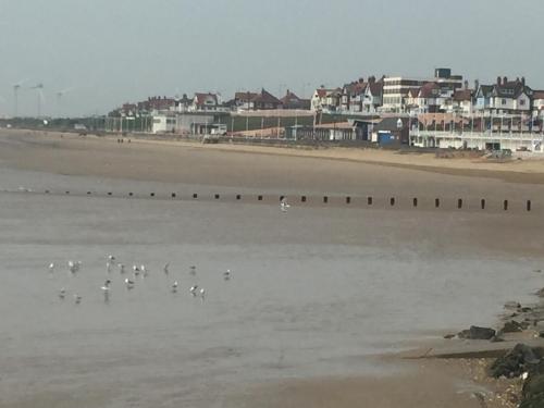 a flock of birds swimming in the water at the beach at Spaview in Bridlington