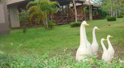three white swans standing in the grass near a house at Indie House @ Maerim in Chiang Mai