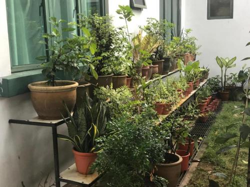 a row of potted plants on a window sill at Lai Ming Hotel Cosmoland in Singapore