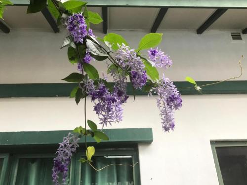 a bunch of purple flowers hanging from a building at Lai Ming Hotel Cosmoland in Singapore