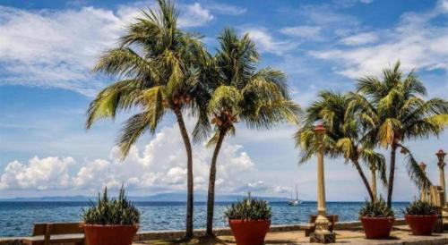 a group of palm trees inront of the ocean at Dino Residences in Dumaguete