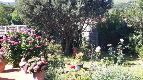 a garden with lots of flowers and a tree at La Chambre De Salome in Collioure