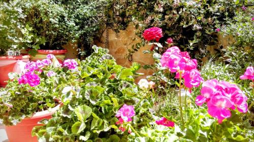 Valentini Guesthouseにある庭