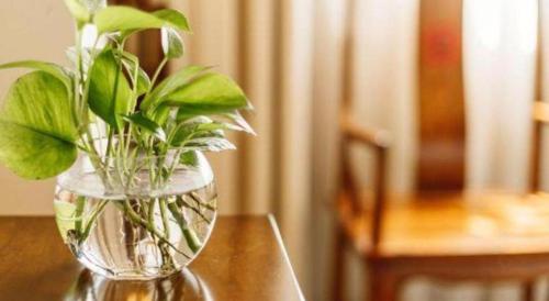 a vase filled with water and green plants on a table at Oriental Hotel in Dongguan