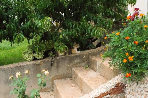 Gallery image of Sunshine Guesthouse Dhermi in Dhërmi