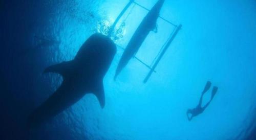 a shark and a diver in the water at Joaquim's Lodge in Luka
