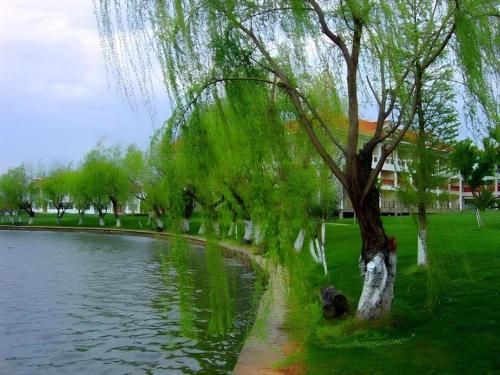 a weeping willow tree next to a body of water at Kunming Dianchi Garden Hotel & Spa in Kunming