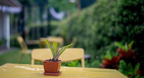 a small potted plant sitting on top of a table at CoZy House Chiangrai in Chiang Rai