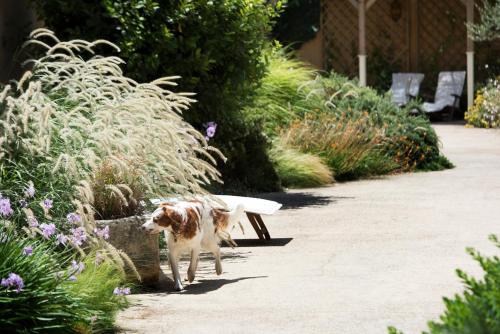 a brown and white dog walking next to a bench at Aquae Sinis Albergo Diffuso in Càbras