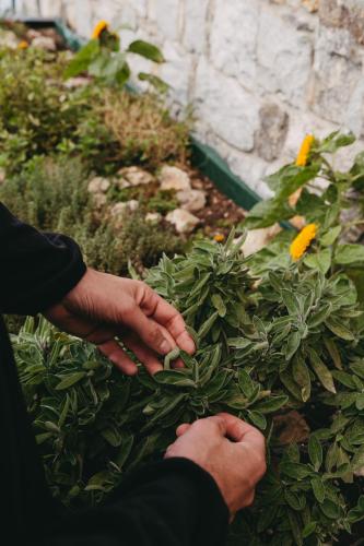 a couple of people are picking leaves from a plant at Agriturismo Giacomino in Gera Lario