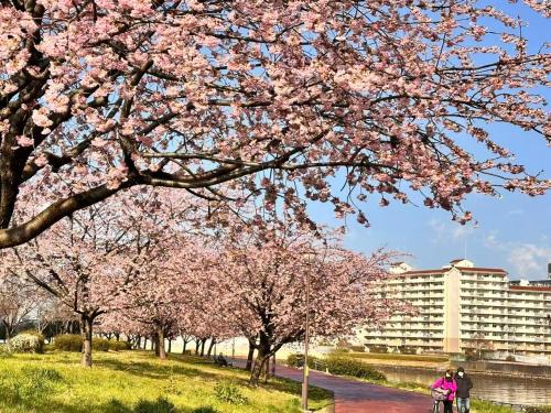 a group ofakura trees in front of a building at 東京雅麗館 in Tokyo