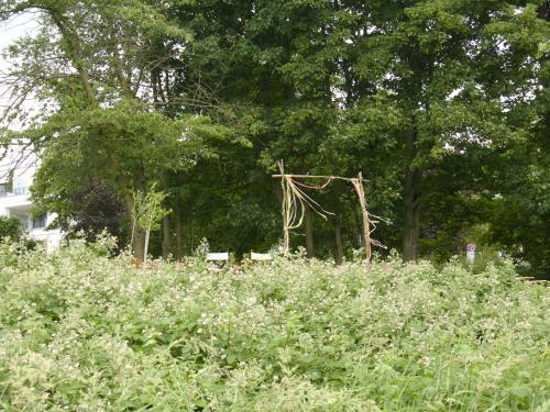 a field of tall grass with trees in the background at Hotel Fährhaus km734 in Düsseldorf