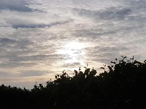 a silhouette of a tree with the sun in the sky at 4 person holiday home in Fanø-By Traum in Fanø