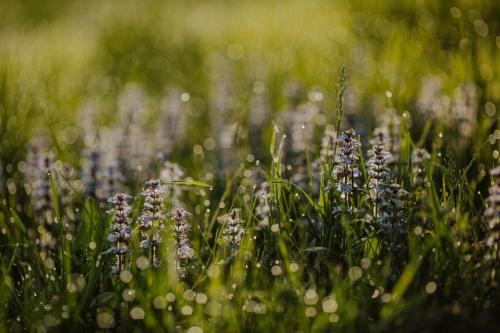 a field of purple flowers in the grass at Kosbor Panzió in Magyarszombatfa