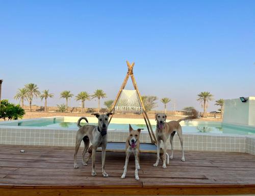 Naseem Farm Escape - dog-friendly camp site
