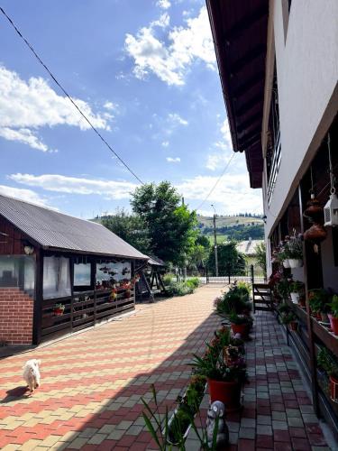 a cat is standing outside of a building at Casa Irina in Mănăstirea Humorului