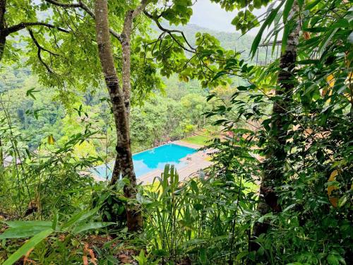 a swimming pool in the middle of a forest at Aqua Dunhinda Nature Retreat in Kandy