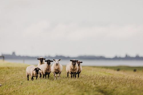 a group of sheep standing in a field at Hotel Graf Bentinck in Dangast