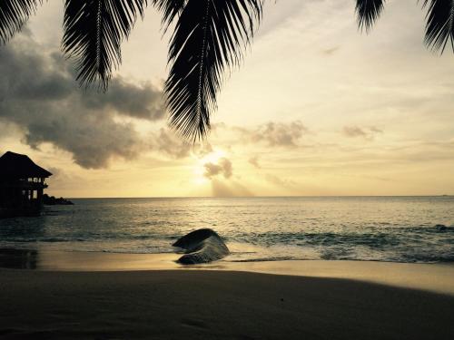 a beach with a palm tree and the ocean at Bord Mer House in Glacis