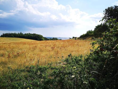a field of tall brown grass with trees in the background at 7 person holiday home in Knebel-By Traum in Knebel