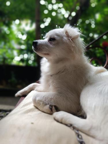 a white dog sitting on a persons lap at HOTEL FORESTWAY Hostel & Backpackers in Pokhara