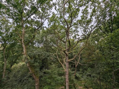a group of tall trees in a forest at 6 person holiday home in Hadsund-By Traum in Øster Hurup
