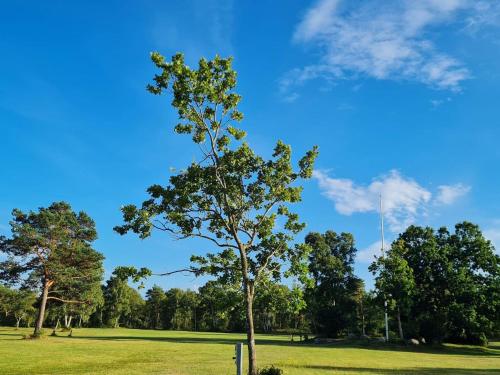 a tree in the middle of a field at 6 person holiday home in Hadsund-By Traum in Øster Hurup
