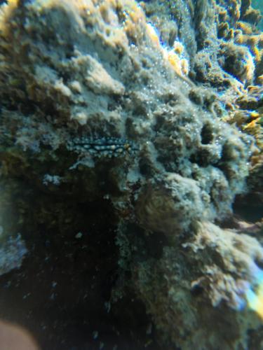 a close up of a coral reef at Naviza Homestay in Kepulauan Fam