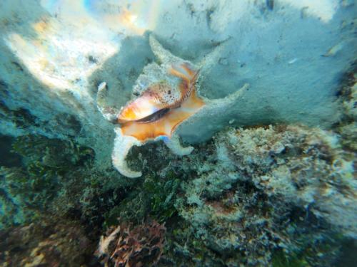 a fish in the water on a reef at Naviza Homestay in Kepulauan Fam