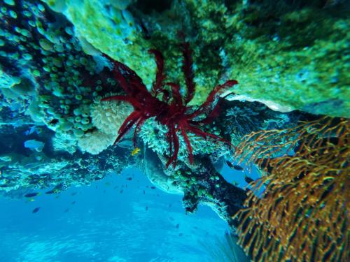 a red lobster on the side of a reef at Naviza Homestay in Kepulauan Fam