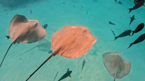 a group of fish swimming in the water at Arrival Beach and Spa in Gulhi