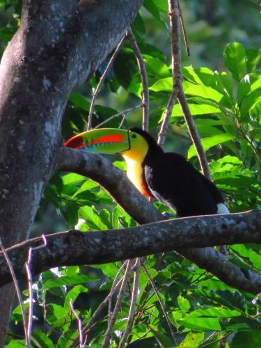 a colorful bird perched on a tree branch at Minca Ecohabs Hotel in Minca