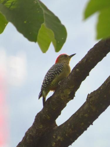 a bird perched on top of a tree branch at Minca Ecohabs Hotel in Minca
