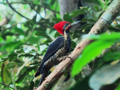 a red bird sitting on a tree branch at Minca Ecohabs Hotel in Minca