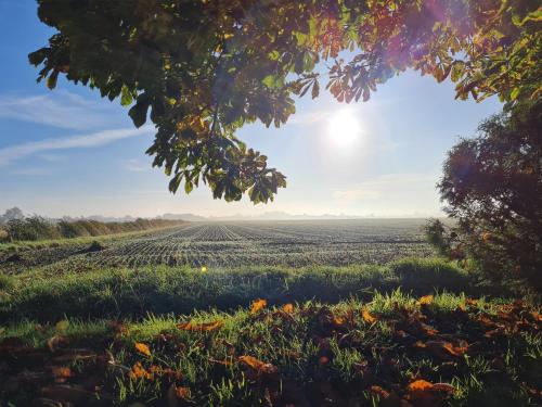 a field of crops with the sun in the sky at Reetdachhaus Petra in Helse