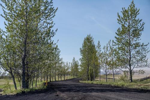 a dirt road with trees on either side at Hotel Laki in Kirkjubæjarklaustur