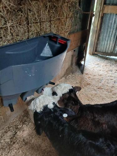 two dogs laying on the floor next to a sink at Hill top view farm stay in Uruti