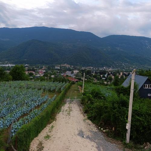 a dirt road in a vineyard with mountains in the background at Alagi ალაგი in Ambrolauri