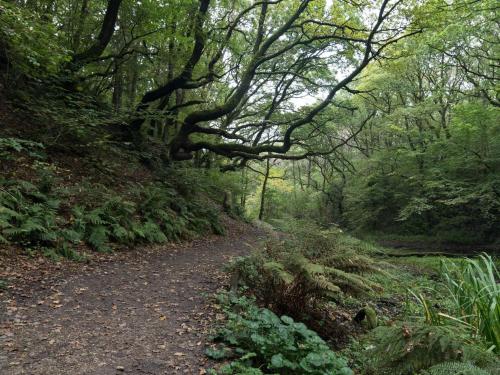 a dirt road in a forest with trees at 10 person holiday home in Brovst in Brovst