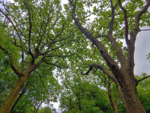 a group of trees looking up into the sky at 6 person holiday home in Oksbøl in Oksbøl