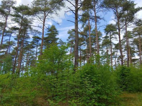a group of tall trees in a forest at 6 person holiday home in Oksbøl in Oksbøl