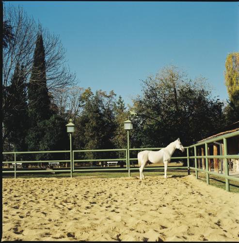 a white horse standing in a corral at Lopota Lake Resort & Spa in Napareuli
