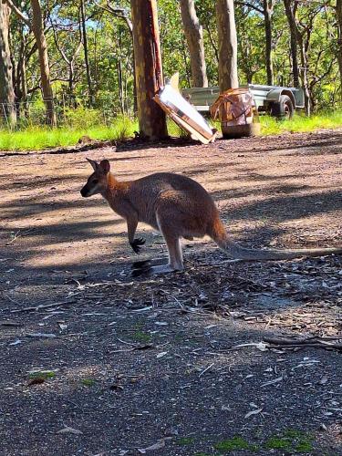Animales en la casa o chalet o alrededores