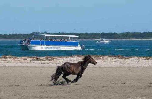 a horse running on the beach with a boat at Harkers Hideaway - Waterfront with Private Beach in Harkers Island