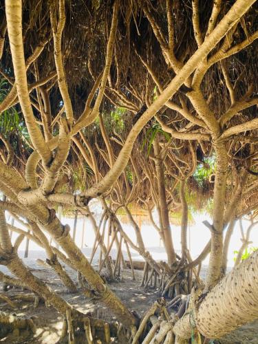 a group of tree branches on the beach at NN Beach Resort Nilaveli in Nilaveli