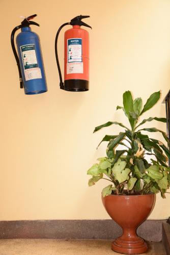 a plant in a pot next to two fire hydrants at New Swanga in Nairobi