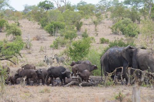 ラグジュアリーテントの敷地内または近くにいる動物