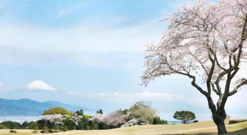 a tree in a field with a mountain in the background at Nippondaira Hotel in Shizuoka