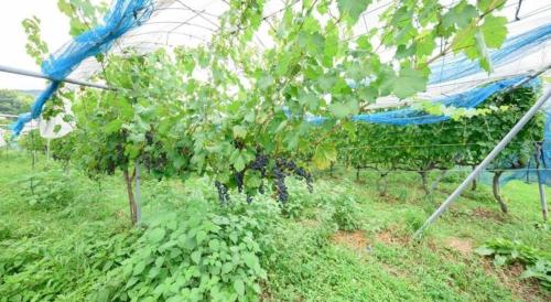 a greenhouse with two trees in a field at Yufuin Matousou in Yufuin
